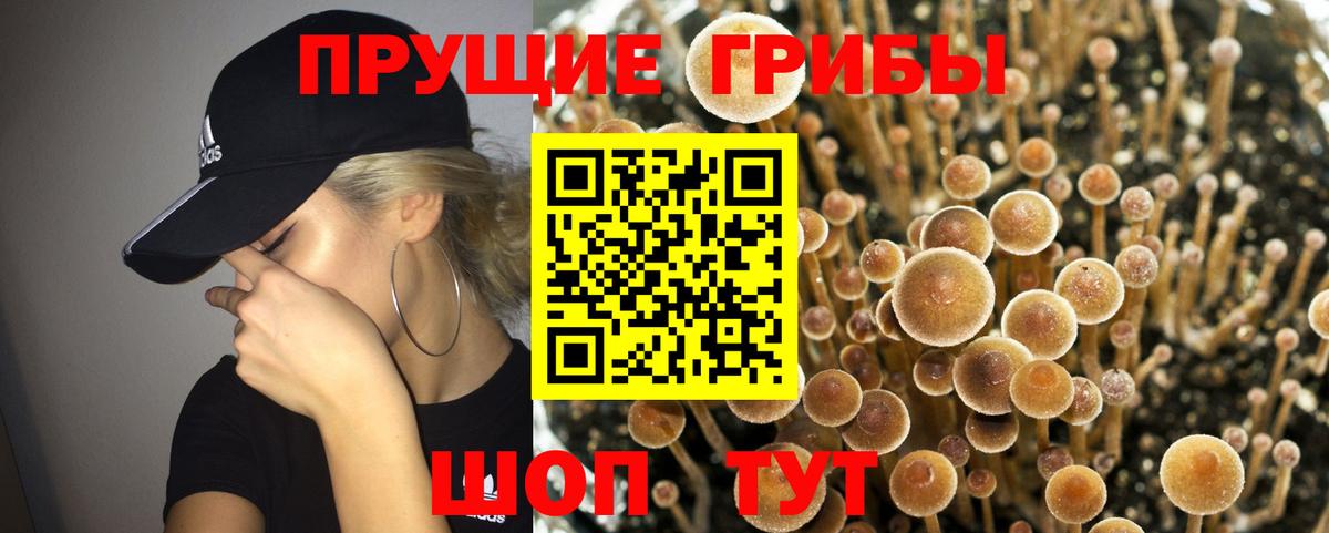 Галлюциногенные грибы GOLDEN TEACHER Гудермес